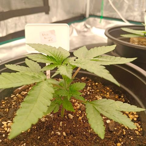 Bruce Banner #5 growlog timeline photo