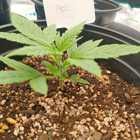 Special Skunk - Bulk seed bank growlog timeline photo