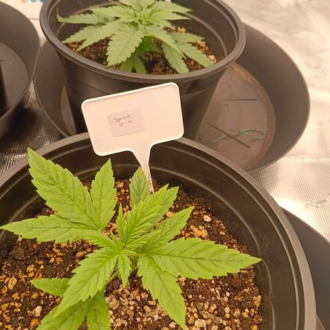 Special Skunk - Bulk seed bank growlog timeline photo