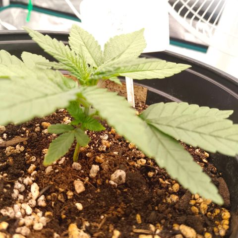 Mimosa x Orange Punch #1 growlog timeline photo