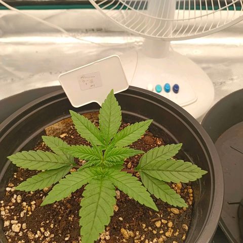 Mimosa x Orange Punch #1 growlog timeline photo
