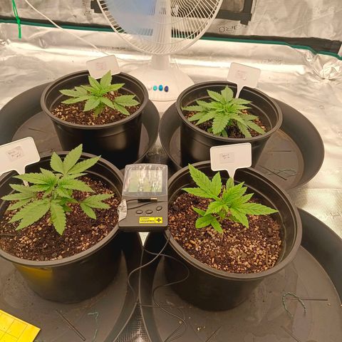 Bruce Banner #5 growlog timeline photo