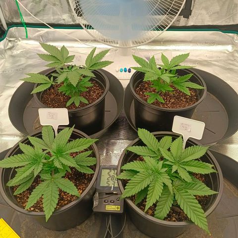 Bruce Banner #5 growlog timeline photo