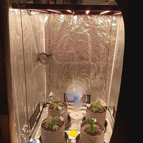 Bruce Banner #5 growlog timeline photo