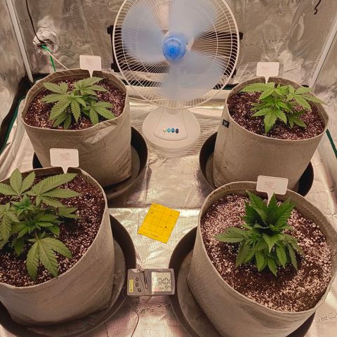 Bruce Banner #5 growlog timeline photo
