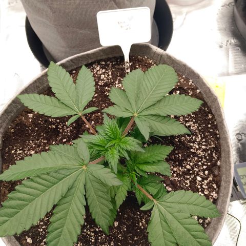 Bruce Banner #5 growlog timeline photo