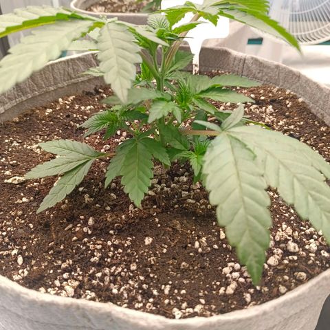 Bruce Banner #5 growlog timeline photo