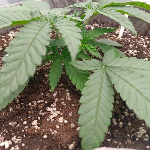 Mimosa x Orange Punch #1 growlog timeline photo
