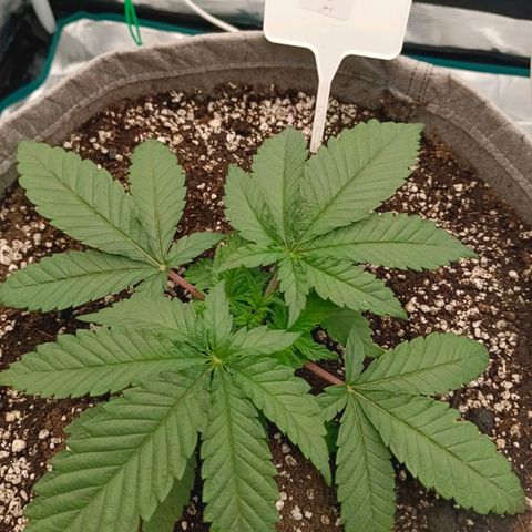 Mimosa x Orange Punch #1 growlog timeline photo