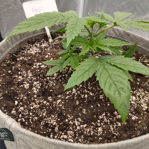 Special Skunk - Bulk seed bank growlog timeline photo