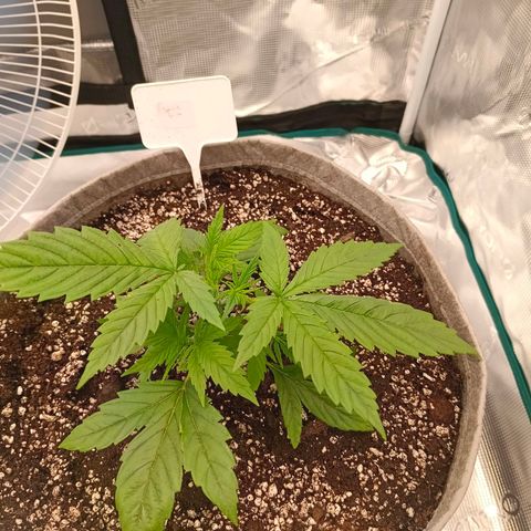 Special Skunk - Bulk seed bank growlog timeline photo