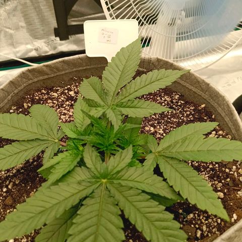 Mimosa x Orange Punch #1 growlog timeline photo