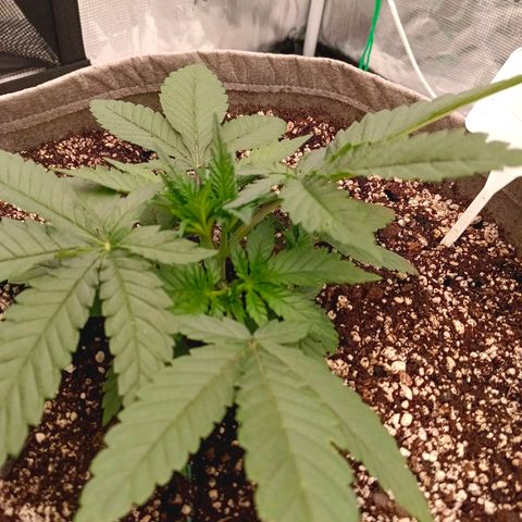 Mimosa x Orange Punch #1 growlog timeline photo