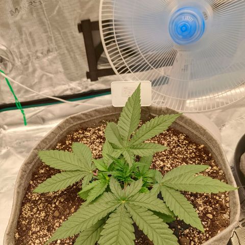 Mimosa x Orange Punch #1 growlog timeline photo