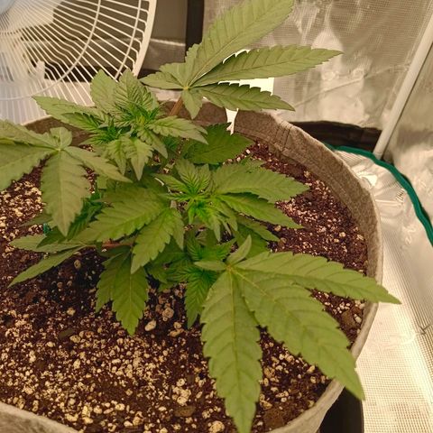 Bruce Banner #5 growlog timeline photo