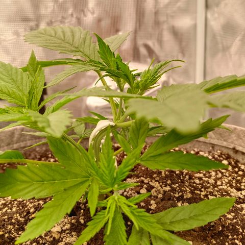 Special Skunk - Bulk seed bank growlog timeline photo