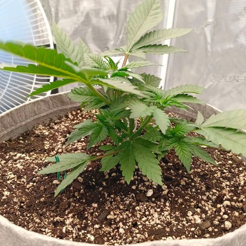 Bruce Banner #5 growlog timeline photo