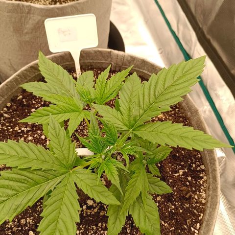 Special Skunk - Bulk seed bank growlog timeline photo
