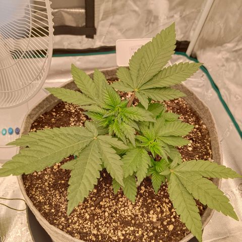 Bruce Banner #5 growlog timeline photo