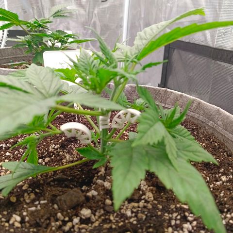 Special Skunk - Bulk seed bank growlog timeline photo