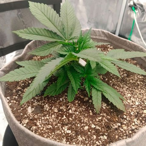 Mimosa x Orange Punch #1 growlog timeline photo
