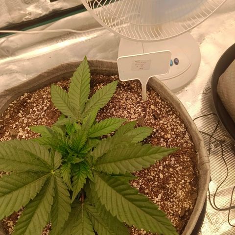 Mimosa x Orange Punch #1 growlog timeline photo