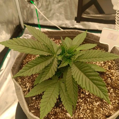 Mimosa x Orange Punch #1 growlog timeline photo