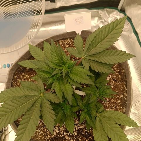 Bruce Banner #5 growlog timeline photo