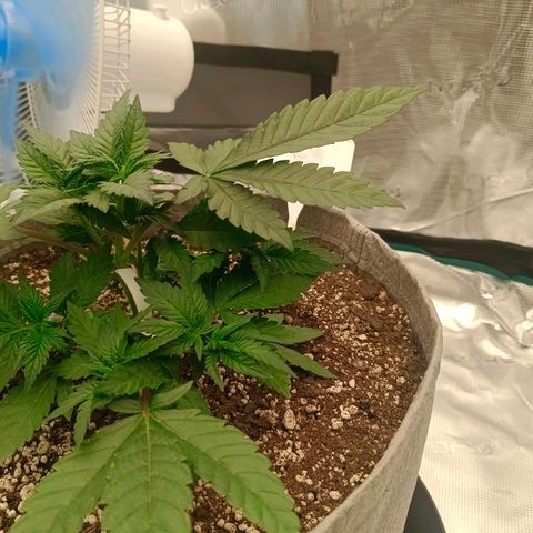 Bruce Banner #5 growlog timeline photo