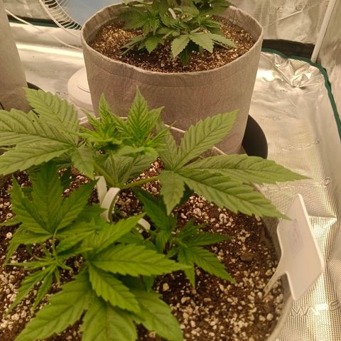 Special Skunk - Bulk seed bank growlog timeline photo