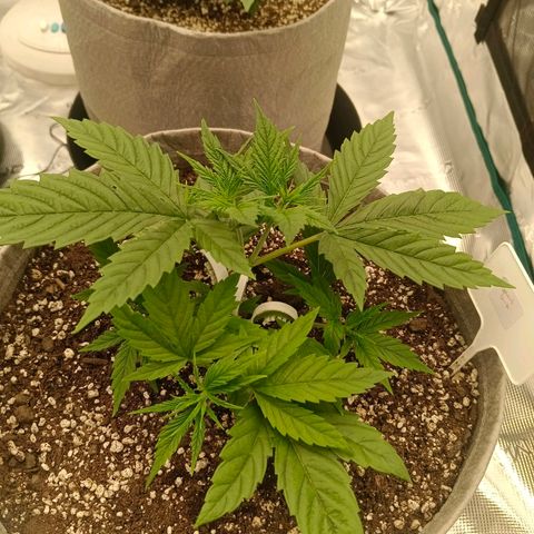 Special Skunk - Bulk seed bank growlog timeline photo