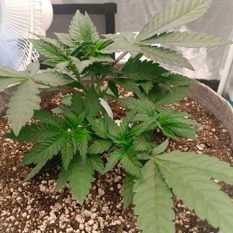Bruce Banner #5 growlog timeline photo