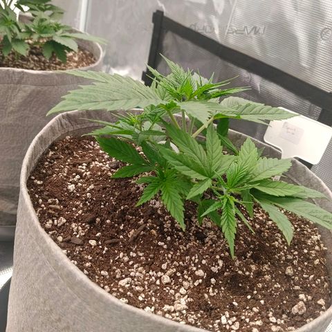 Special Skunk - Bulk seed bank growlog timeline photo