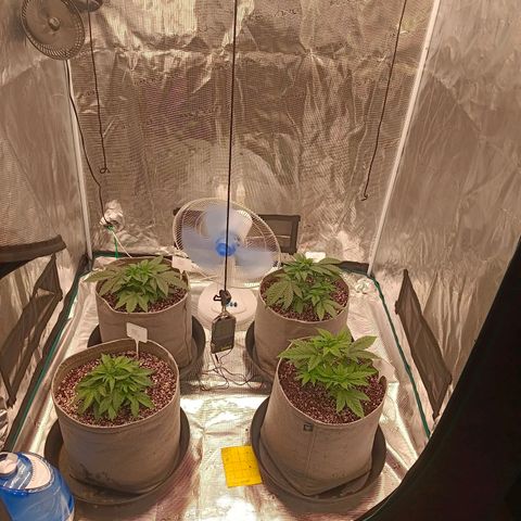 Bruce Banner #5 growlog timeline photo