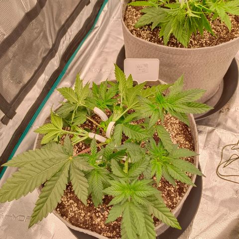 Bruce Banner #5 growlog timeline photo