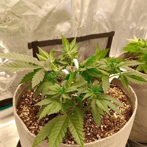 Bruce Banner #5 growlog timeline photo