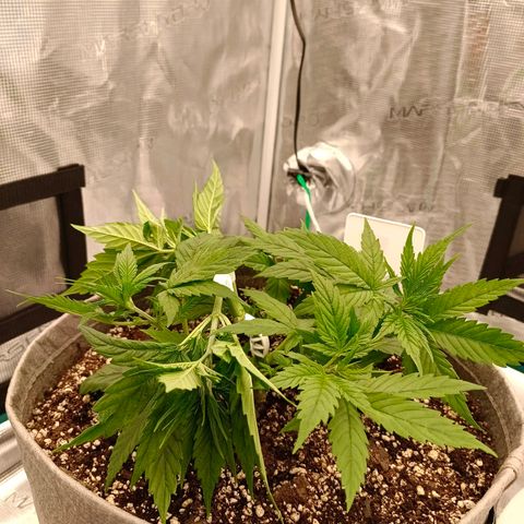 Special Skunk - Bulk seed bank growlog timeline photo