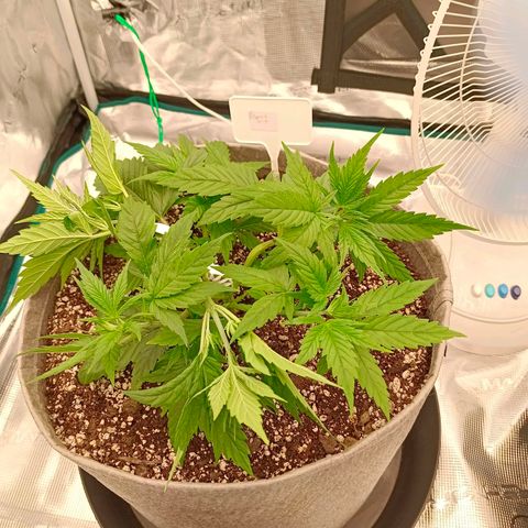 Special Skunk - Bulk seed bank growlog timeline photo