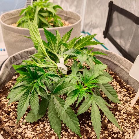 Mimosa x Orange Punch #1 growlog timeline photo