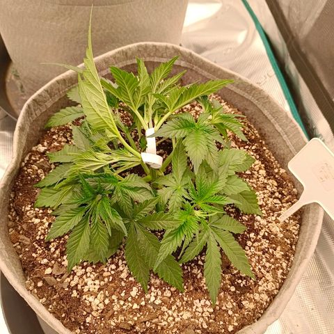 Mimosa x Orange Punch #1 growlog timeline photo