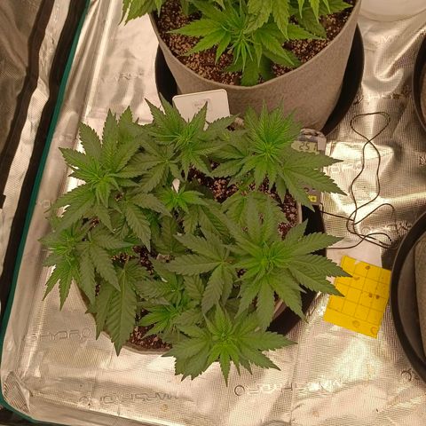 Bruce Banner #5 growlog timeline photo