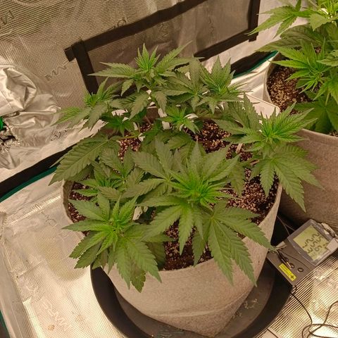 Bruce Banner #5 growlog timeline photo