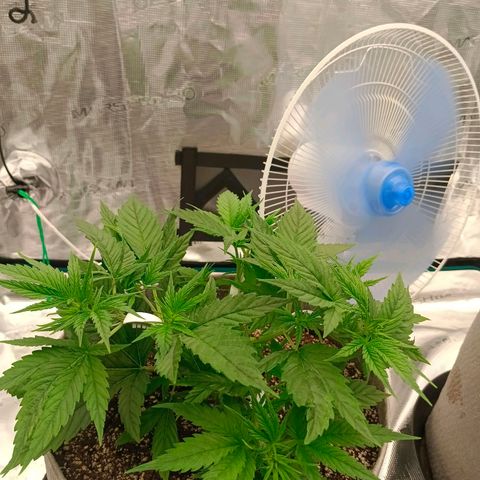 Special Skunk - Bulk seed bank growlog timeline photo