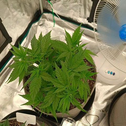 Special Skunk - Bulk seed bank growlog timeline photo