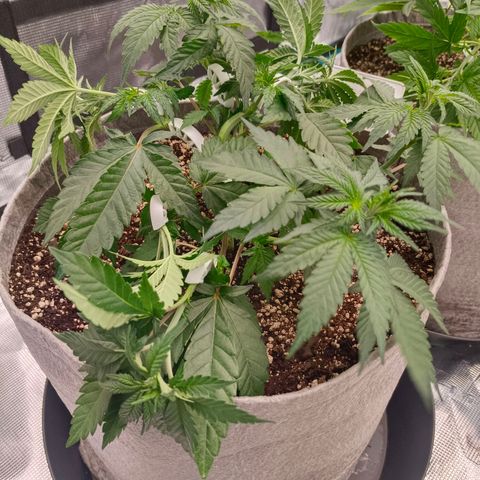 Bruce Banner #5 growlog timeline photo