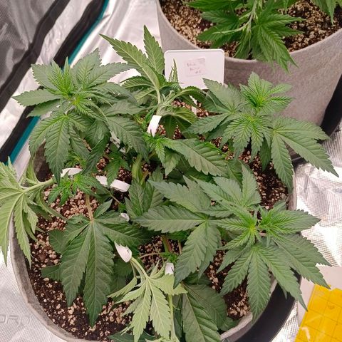 Bruce Banner #5 growlog timeline photo