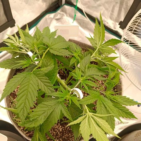 Special Skunk - Bulk seed bank growlog timeline photo