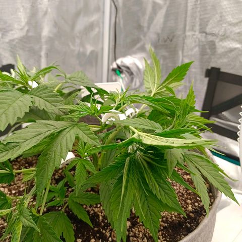Special Skunk - Bulk seed bank growlog timeline photo