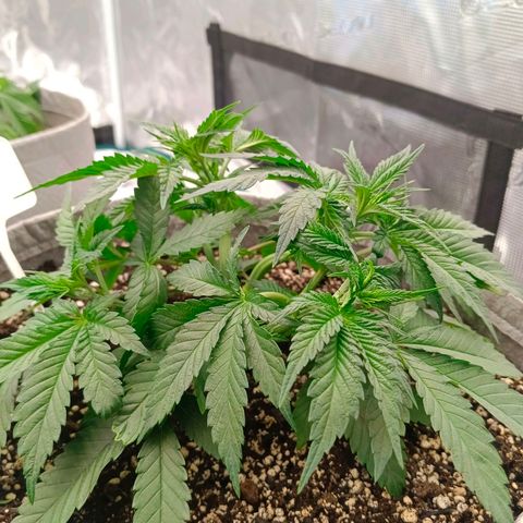 Mimosa x Orange Punch #1 growlog timeline photo