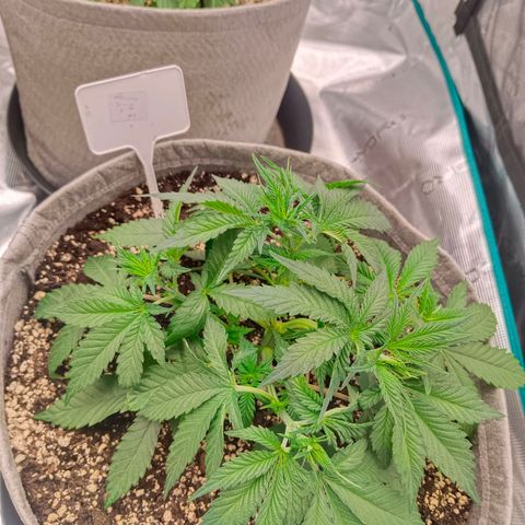 Mimosa x Orange Punch #1 growlog timeline photo